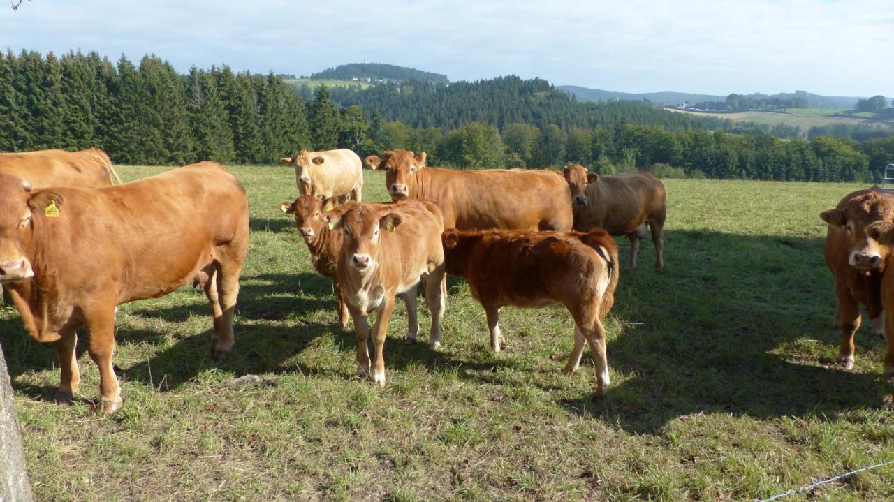 Aussichtsbauernhofpension Hof Gretchens Winterberg Kültér fotó